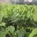 奇楠沉香香脉广东茂名基地直发量大价格优惠