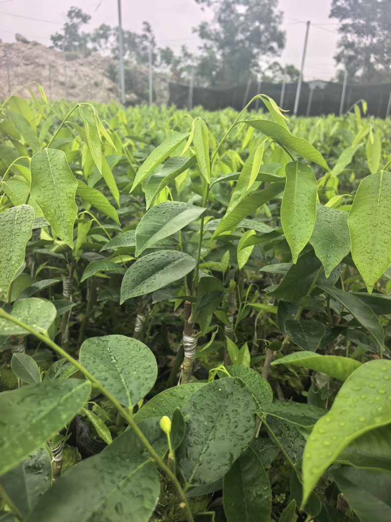奇楠沉香香脉广东茂名基地直发量大价格优惠