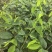 奇楠沉香香脉广东茂名基地直发量大价格优惠