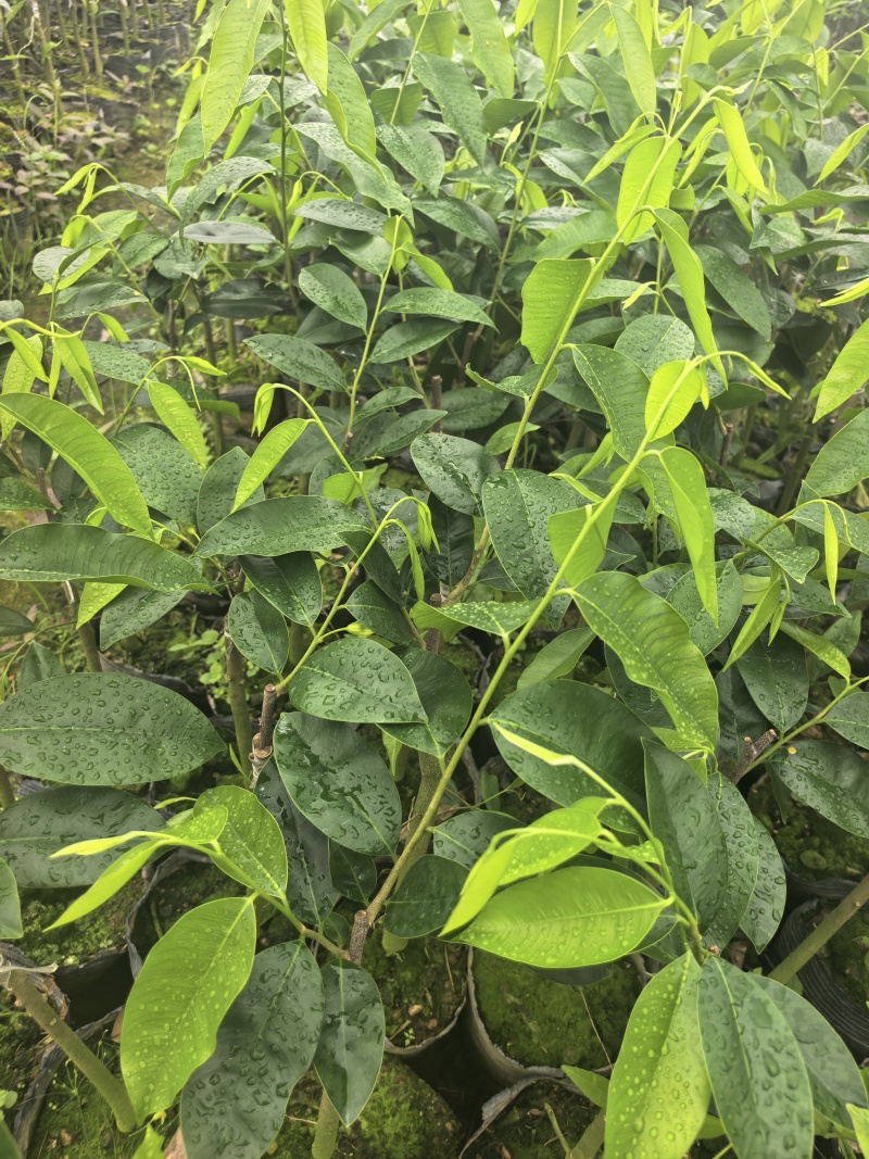 奇楠沉香香脉广东茂名基地直发量大价格优惠