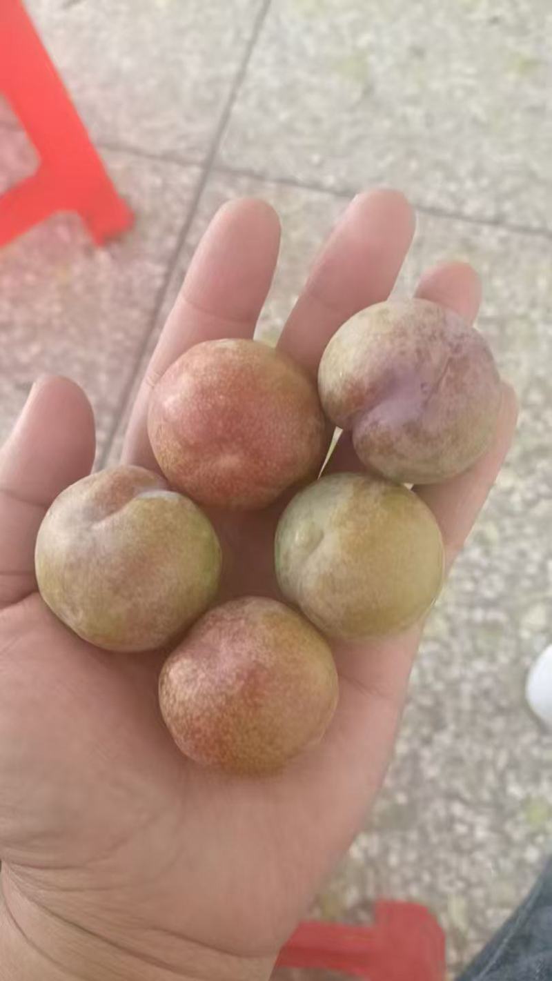 广东三华李/产地直发/市场果/电商果/工厂果