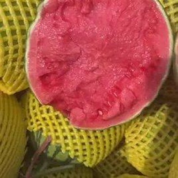 陕西蒲城吊瓜大量有货品质优新鲜现摘可视频看货欢迎咨询来电