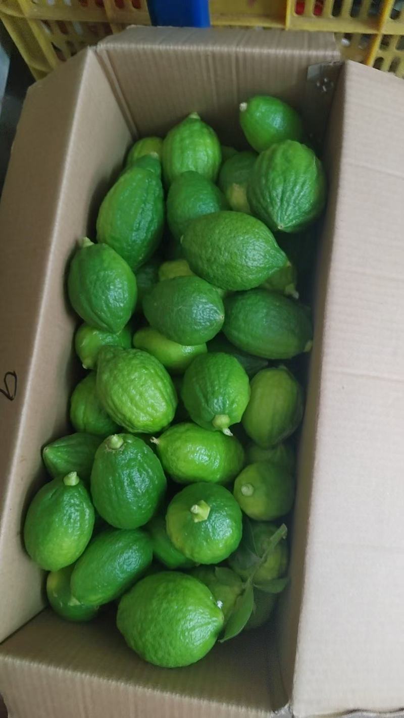 广东香水柠檬鲜果奶茶店专用