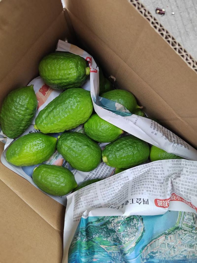 广东香水柠檬鲜果奶茶店专用