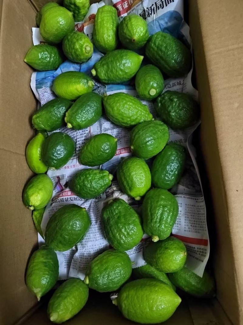 广东香水柠檬鲜果奶茶店专用