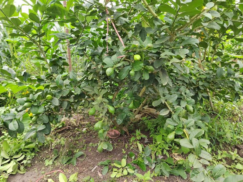 广东香水柠檬鲜果奶茶店专用
