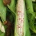 花甜糯玉米676