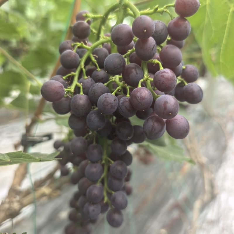 玫瑰香葡萄