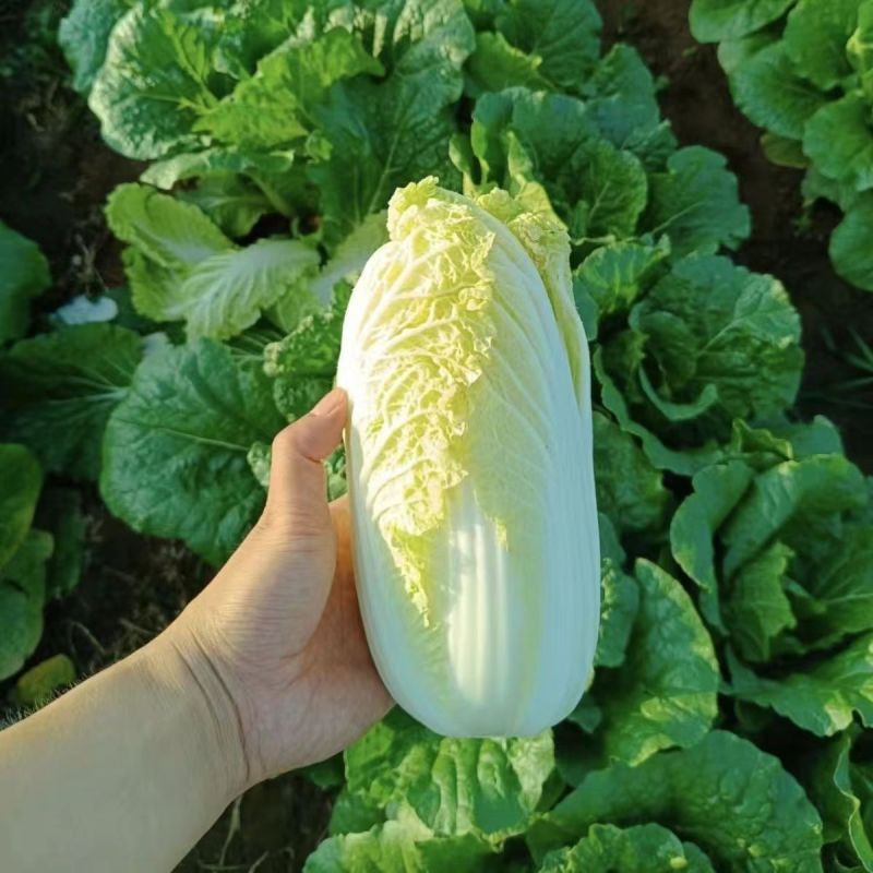 黄妃耐热黄心菜种子杂交品种心叶金黄色软叶多高品质白菜种子