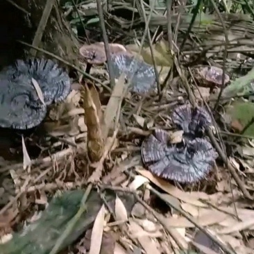野生灵芝草