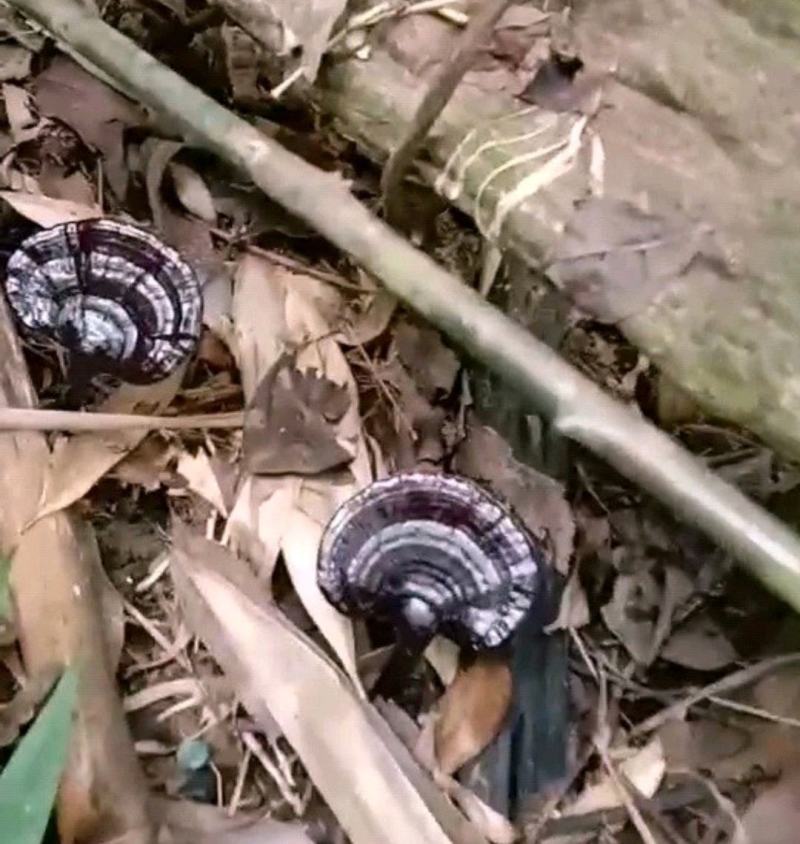 野生灵芝草