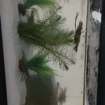 陶辛草虾