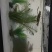 陶辛草虾
