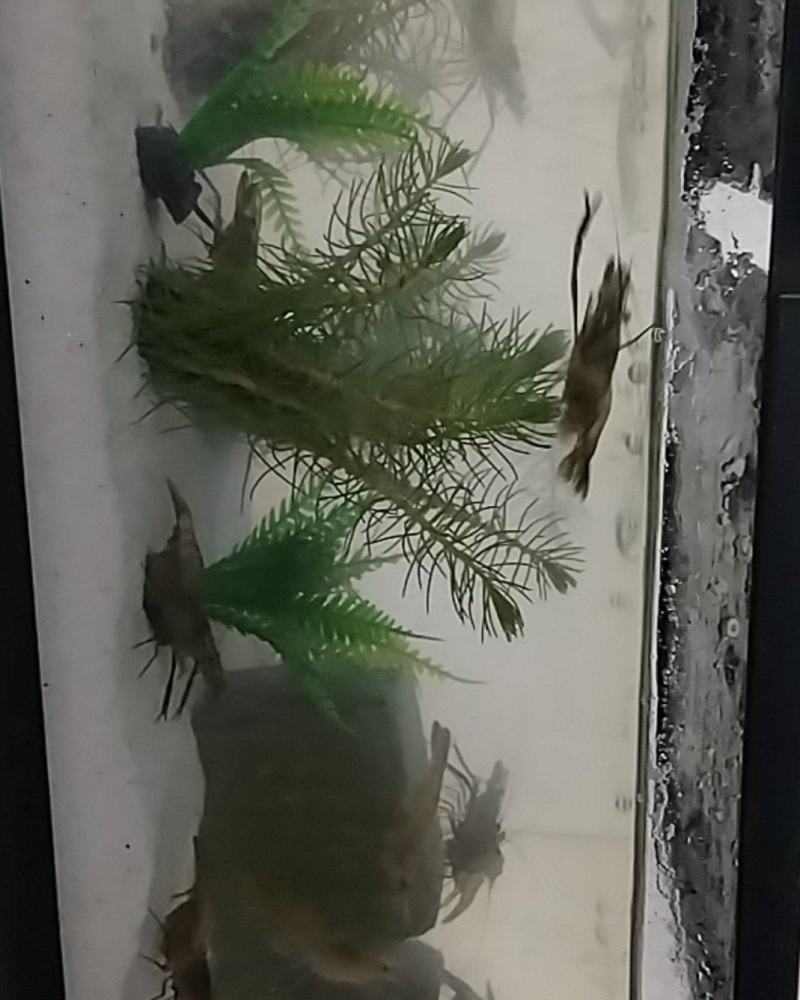 陶辛草虾
