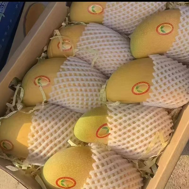 海南金煌芒一件代发包邮代收代办接直播团购