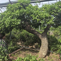各种适合企业、别墅、家庭使用桂花树盆景大树都有