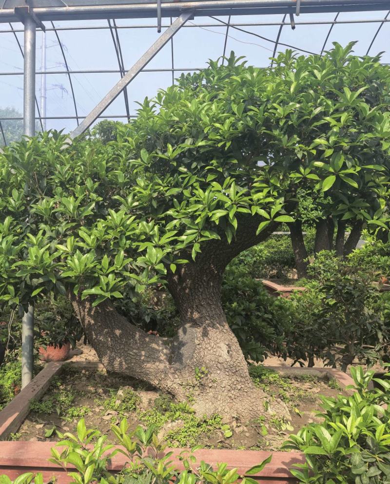 各种适合企业、别墅、家庭使用桂花树盆景大树都有