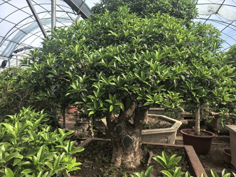 各种适合企业、别墅、家庭使用桂花树盆景大树都有