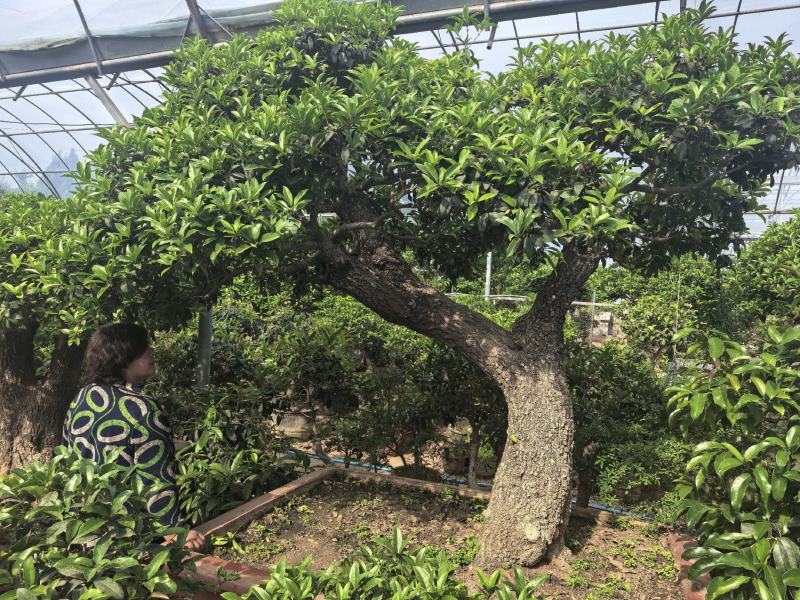 各种适合企业、别墅、家庭使用桂花树盆景大树都有