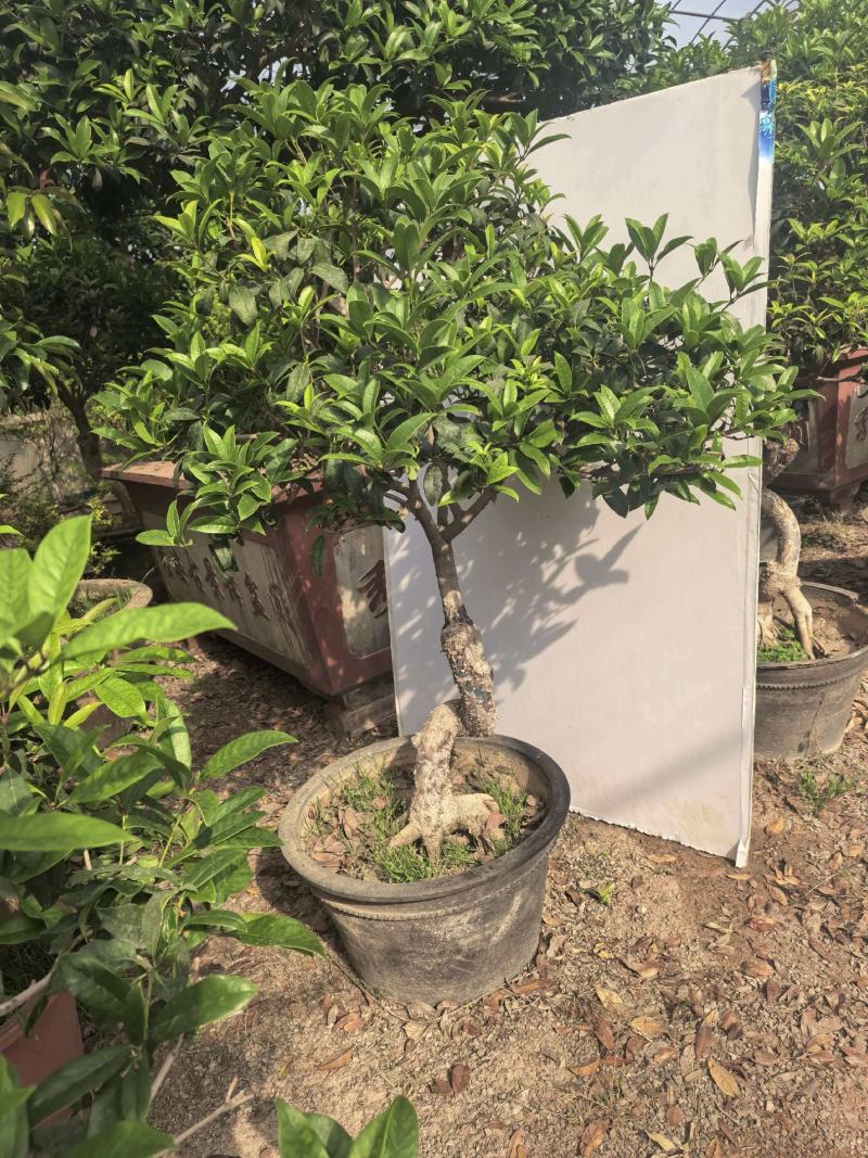 各种适合企业、别墅、家庭使用桂花树盆景大树都有