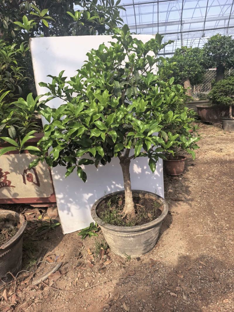 各种适合企业、别墅、家庭使用桂花树盆景大树都有