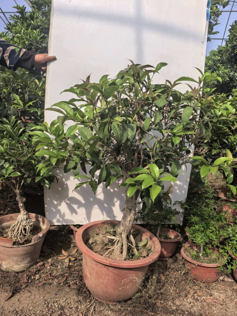 各种适合企业、别墅、家庭使用桂花树盆景大树都有