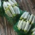 精品西葫芦货量充足质量保证油绿皮西葫芦