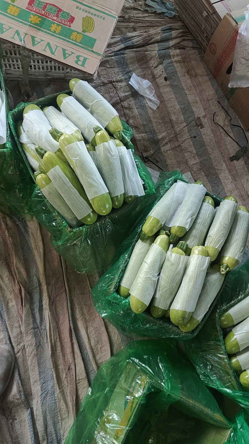 精品西葫芦货量充足质量保证油绿皮西葫芦