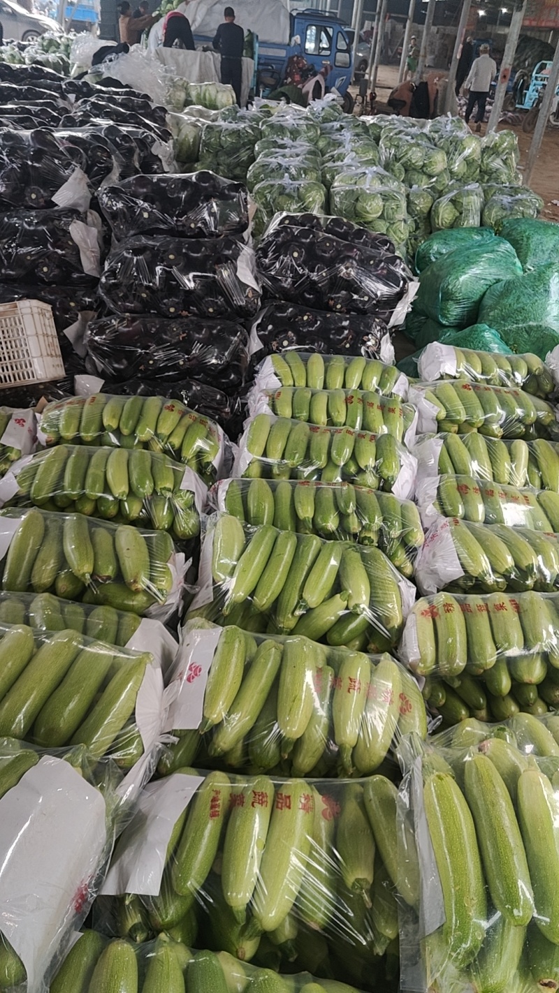 精品西葫芦货量充足质量保证油绿皮西葫芦