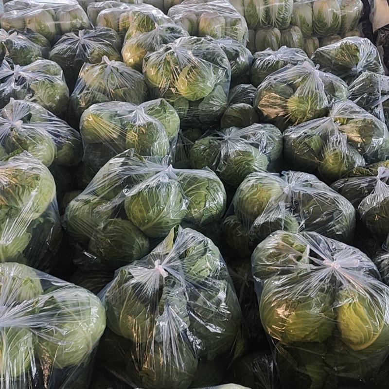 中甘甘蓝山东聊城方亩蔬菜基地甘蓝绿包菜大量上市
