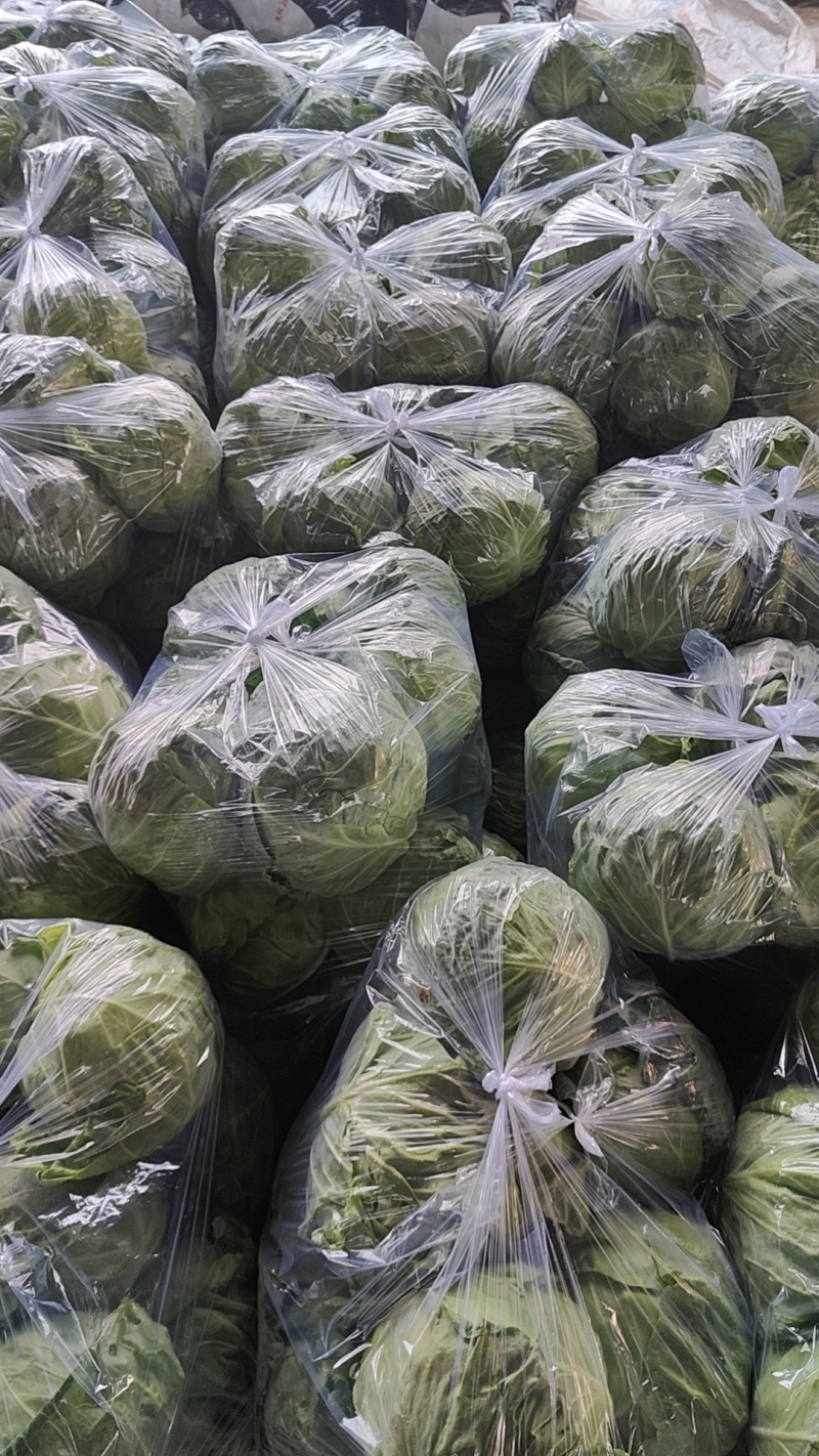 中甘甘蓝山东聊城方亩蔬菜基地甘蓝绿包菜大量上市