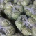 中甘甘蓝山东聊城方亩蔬菜基地甘蓝绿包菜大量上市