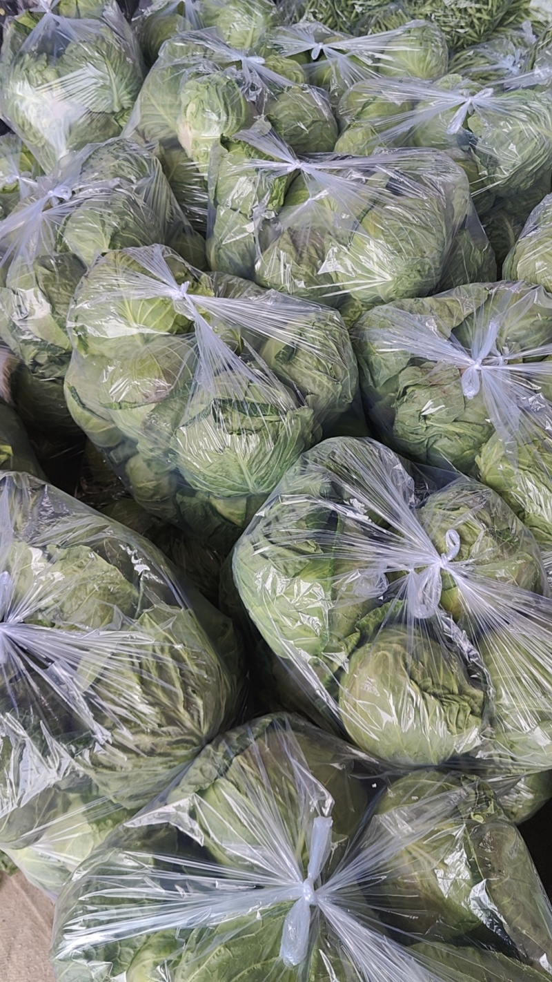 中甘甘蓝山东聊城方亩蔬菜基地甘蓝绿包菜大量上市