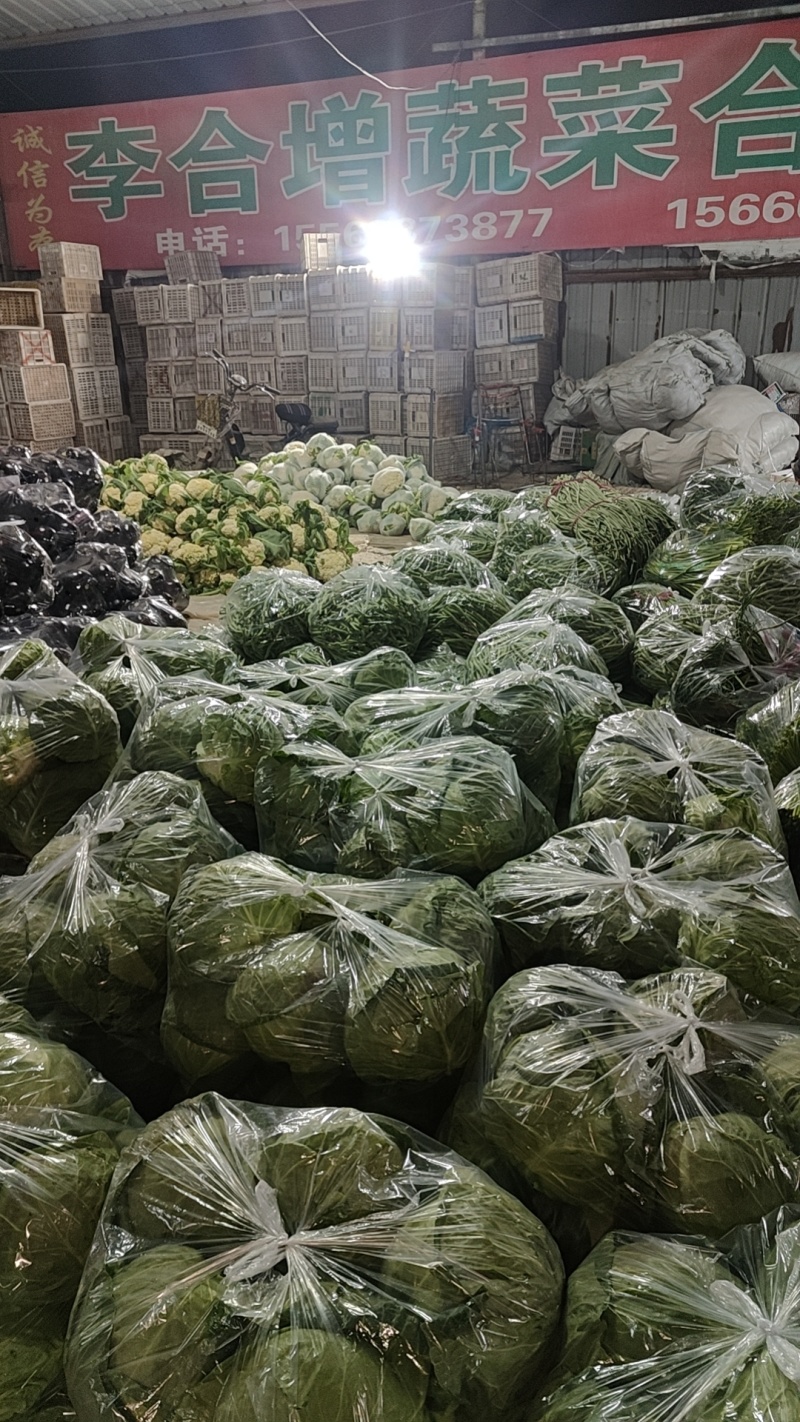 中甘甘蓝山东聊城方亩蔬菜基地甘蓝绿包菜大量上市