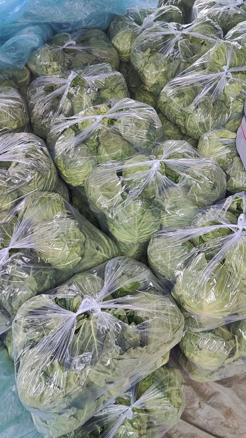 中甘甘蓝山东聊城方亩蔬菜基地甘蓝绿包菜大量上市