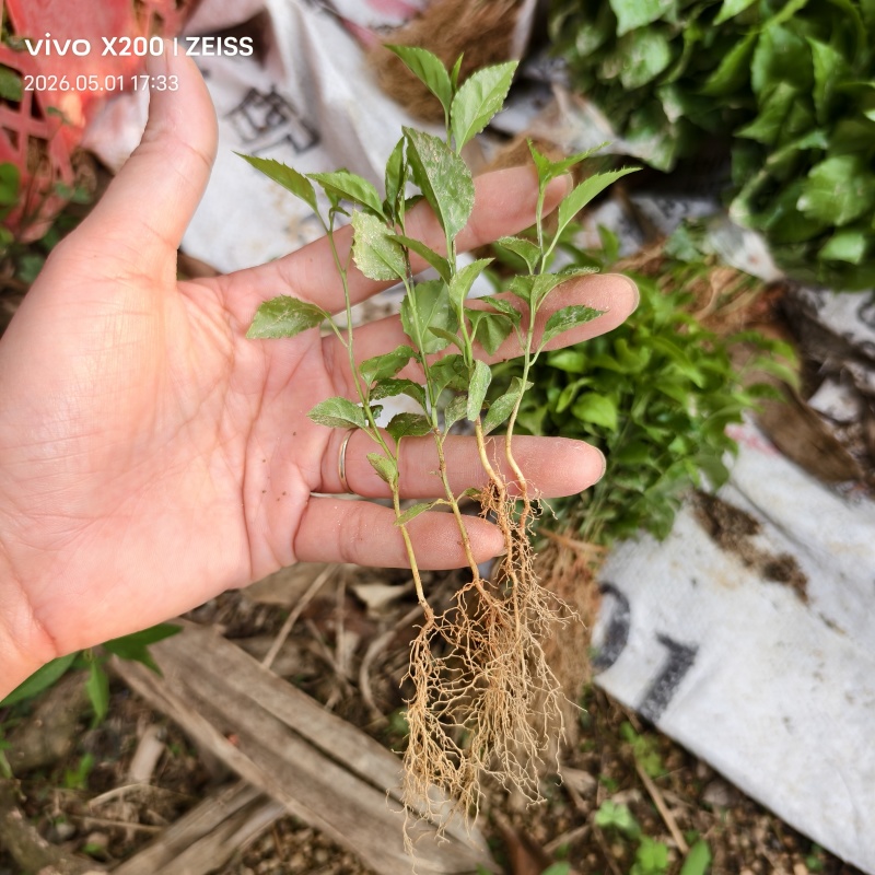 岗梅苗杯苗广西钦州灵山县自家基地岗梅种苗大量地苗有货