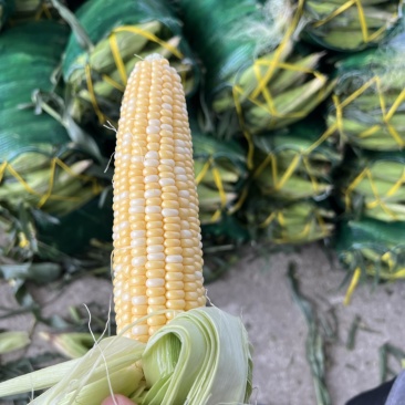 云南水果玉米，大量有货产地直发，颗粒饱满，品质保证