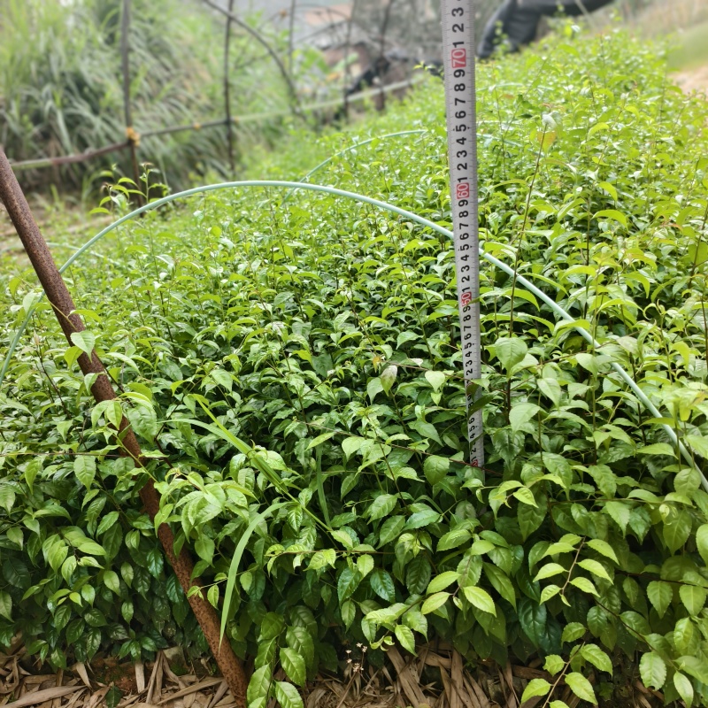 岗梅苗杯苗广西钦州灵山县自家基地岗梅种苗大量地苗有货
