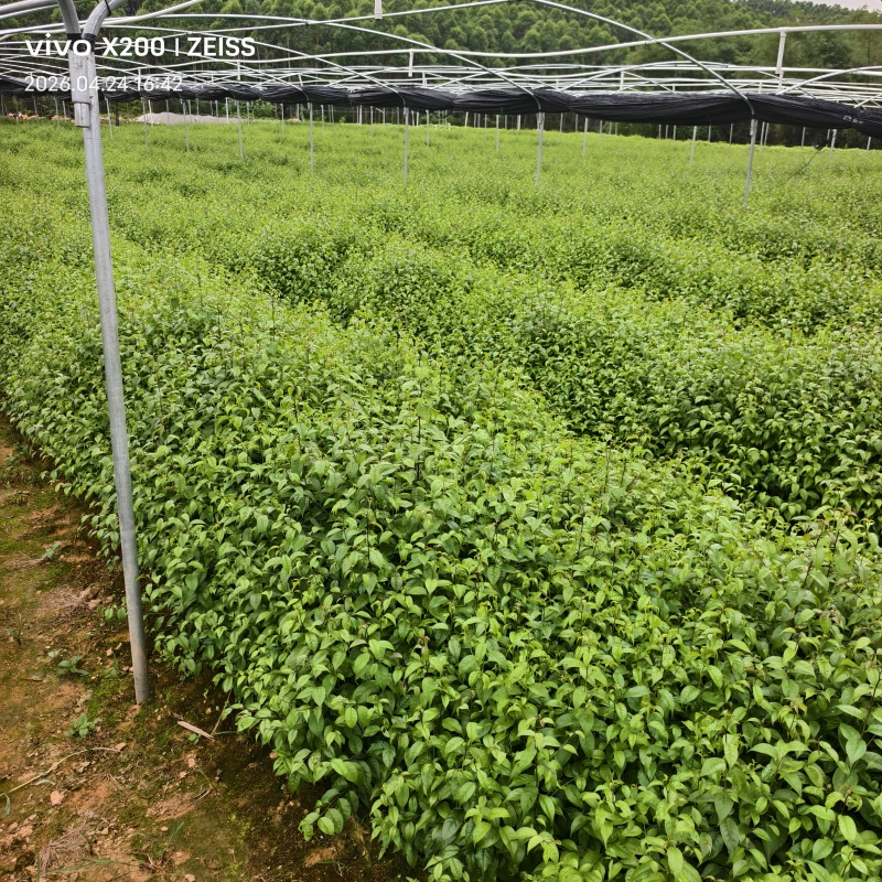 岗梅苗杯苗广西钦州灵山县自家基地岗梅种苗大量地苗有货