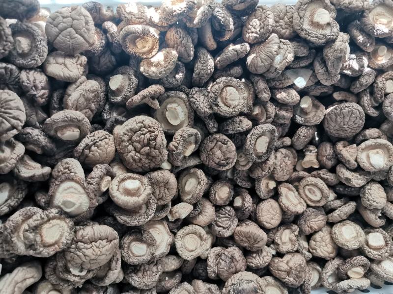 干香菇多少都卖，大客户小客户一样接待，欢迎合作共赢