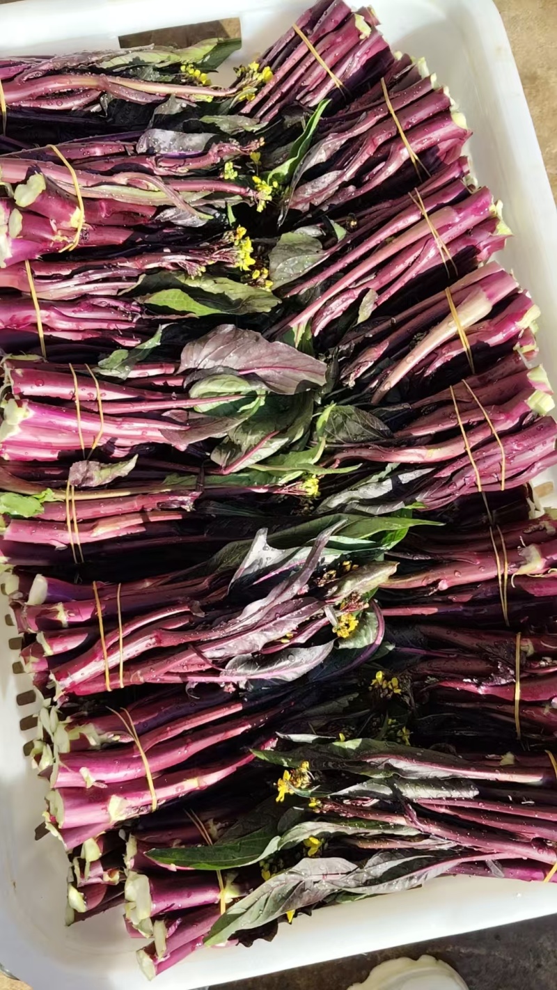 贵州红菜苔