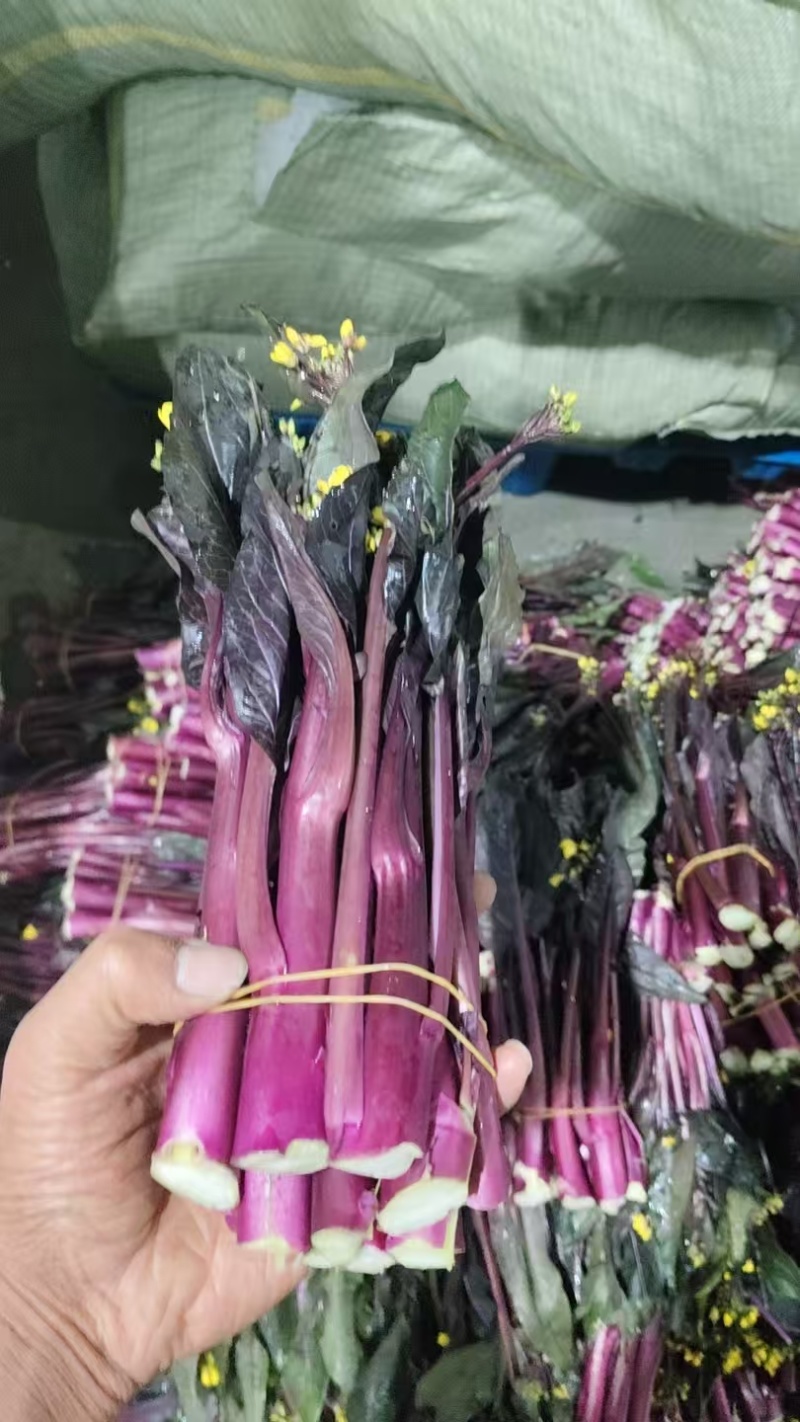 贵州红菜苔