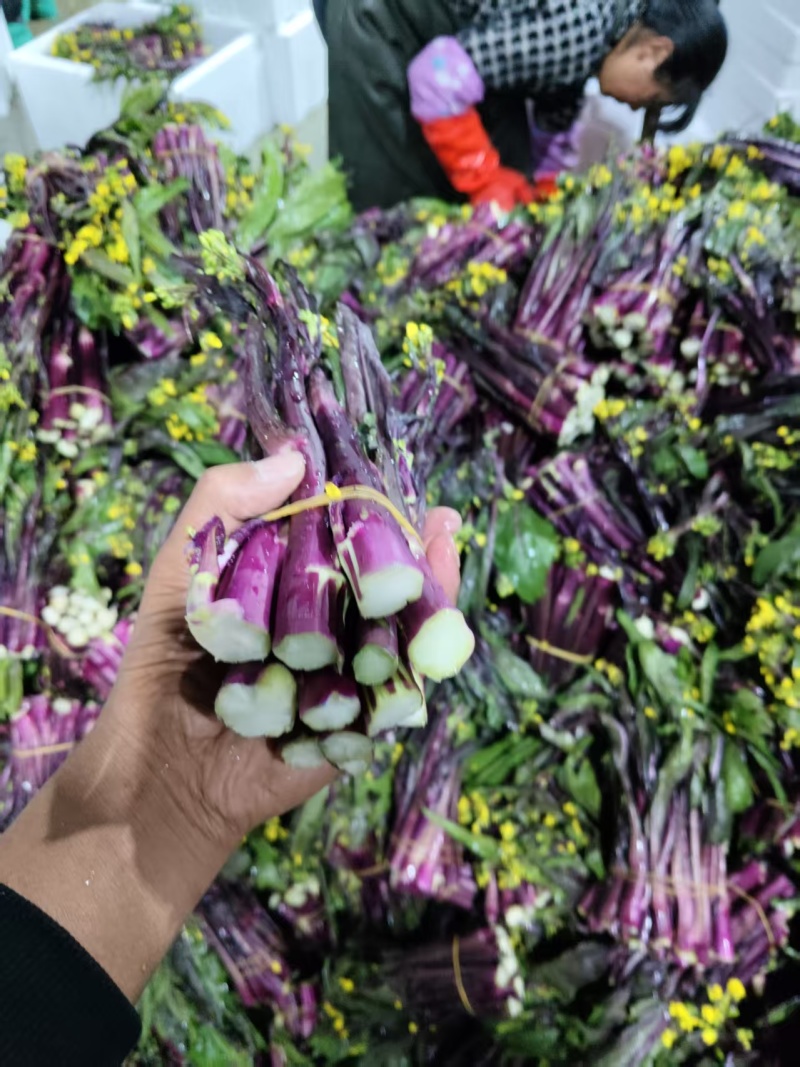 贵州红菜苔