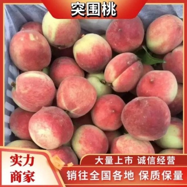 毛桃特早红/突围/春雪/美佳，产地大量供应，品质保证