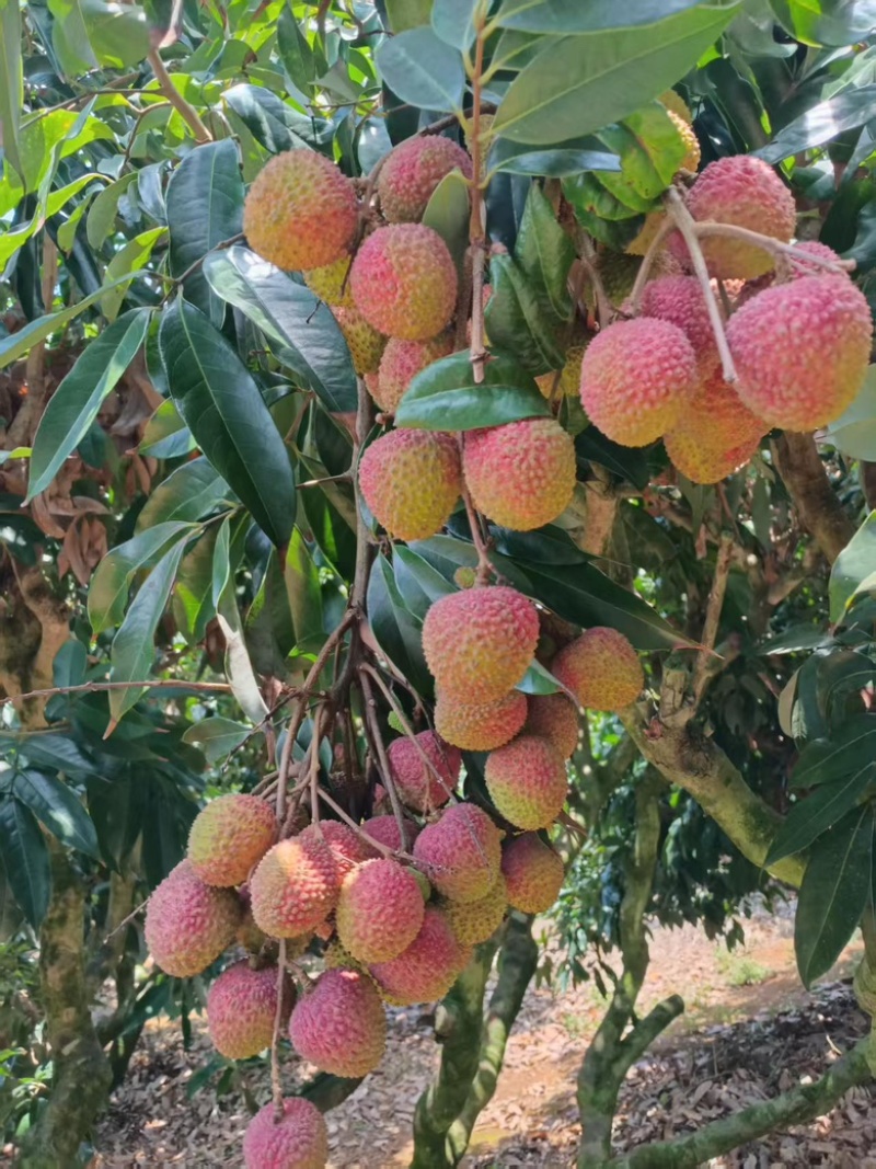 有荔枝妃子笑园子的老板欢迎致电