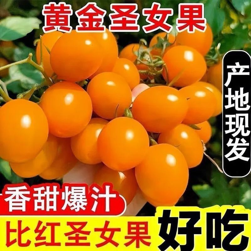 【实力】黄金圣女果口感香甜脆爽爽口产地直发一手货