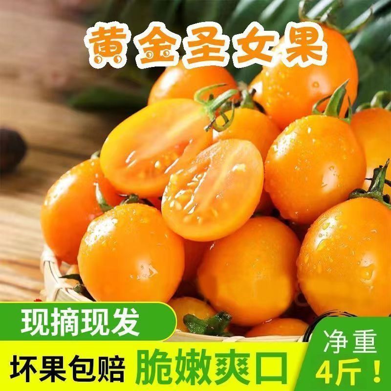 【实力】黄金圣女果口感香甜脆爽爽口产地直发一手货