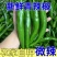 【牛商优选】精品大青椒产地直发视频看货代发全国