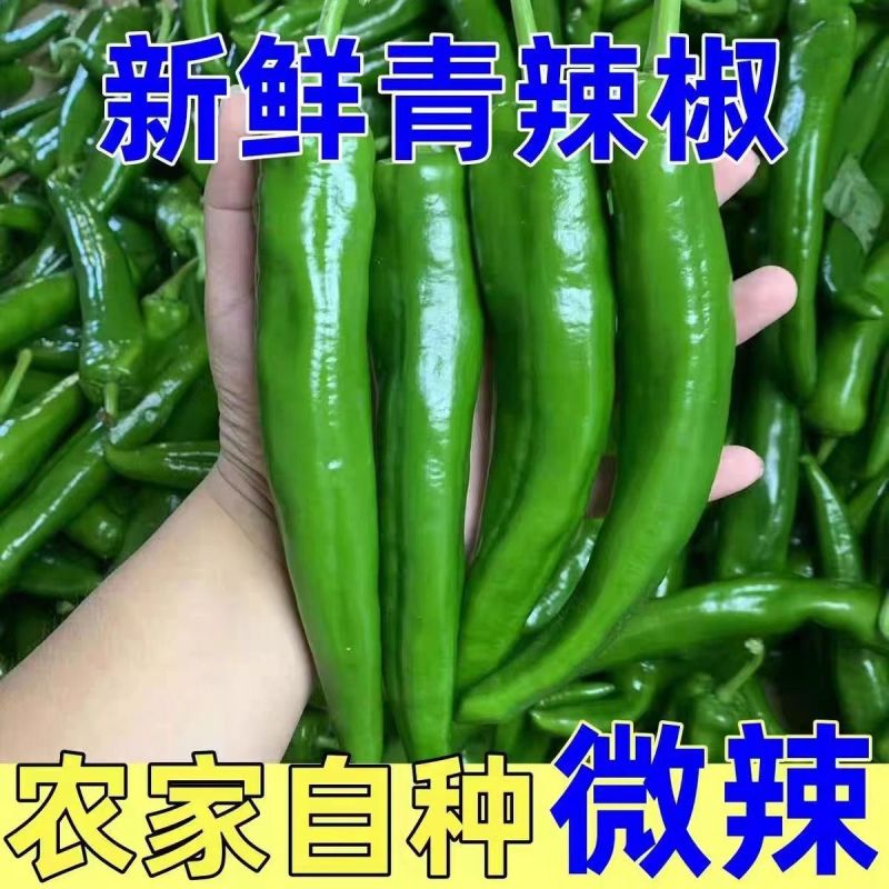 【牛商优选】精品大青椒产地直发视频看货代发全国