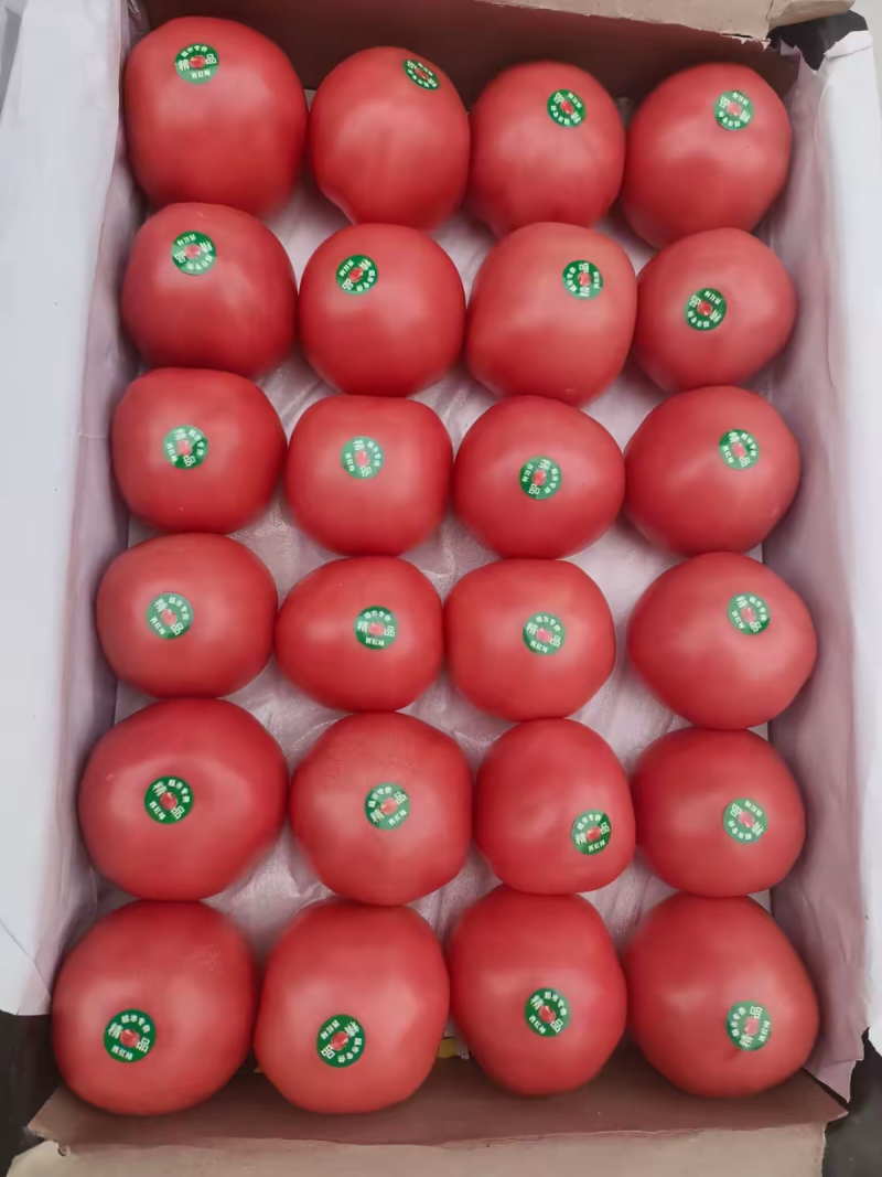 硬粉西红柿大量供货